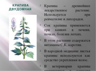 КРАПИВА ДВУДОМНАЯ Крапива – древнейшее лекарственное растение. Используется п