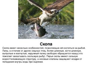 Скопа Скопа имеет несколько особенностей, позволяющих ей охотиться за рыбой.