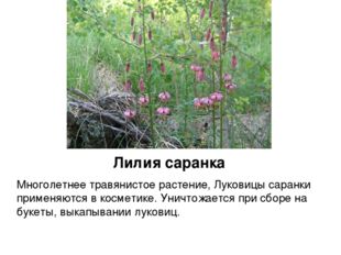 Лилия саранка Многолетнее травянистое растение, Луковицы саранки применяются