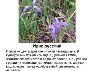 Ирис русский Ирисы — цветы древние и почти легендарные. В культуре они появил