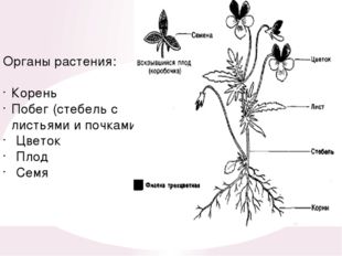 Органы растения: Корень Побег (стебель с листьями и почками) Цветок Плод Семя 