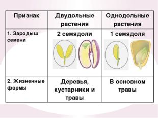 Признак Двудольные растения Однодольные растения 1. Зародыш семени 2 семядоли