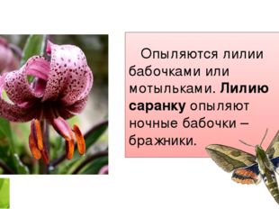 Опыляются лилии бабочками или мотыльками. Лилию саранку опыляют ночные бабоч
