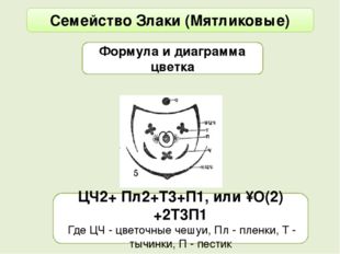 Семейство Злаки (Мятликовые) Формула и диаграмма цветка ЦЧ2+ Пл2+Т3+П1, или ↑