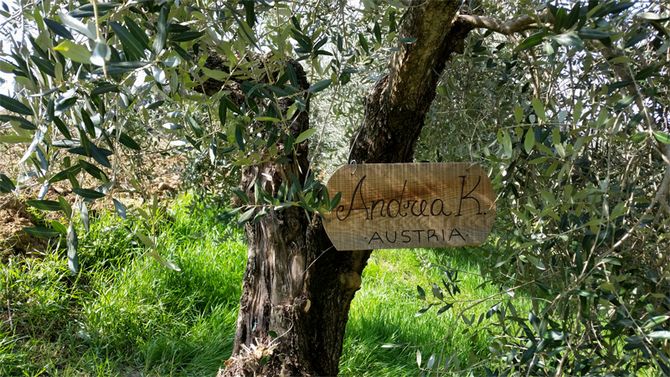 Средняя продолжительность роста маслины – около пятисот лет