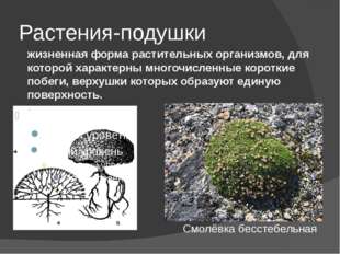 Растения-подушки жизненная форма растительных организмов, для которой характе