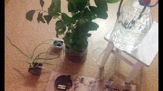 Система автополива комнатных растений