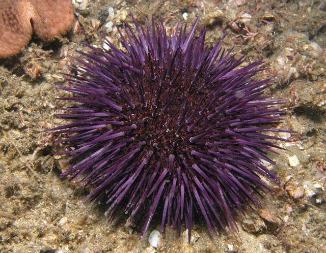sea-urchin-jpg