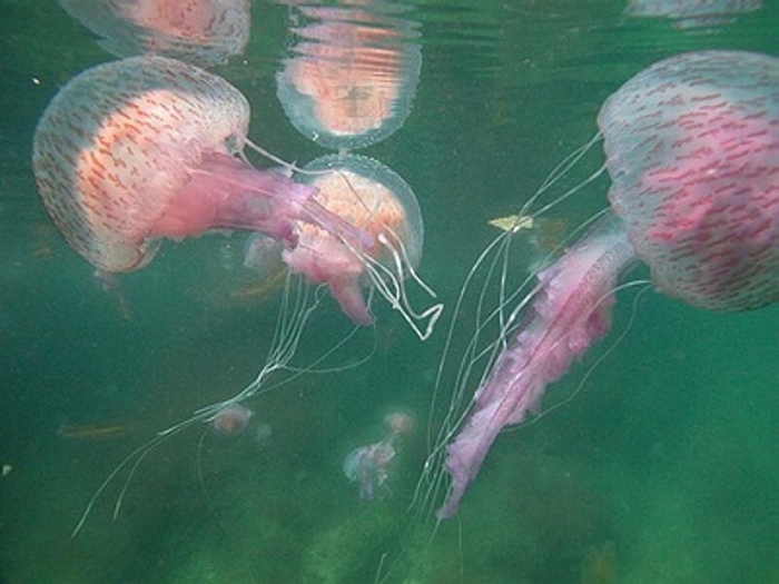 медузы