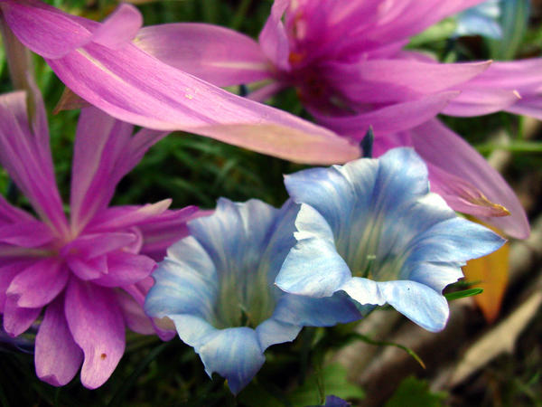 Безвременник Ватерлили (Waterlily) и горечавка китайско-украшенная (Gentiana sino-ornata) цветут одновременно