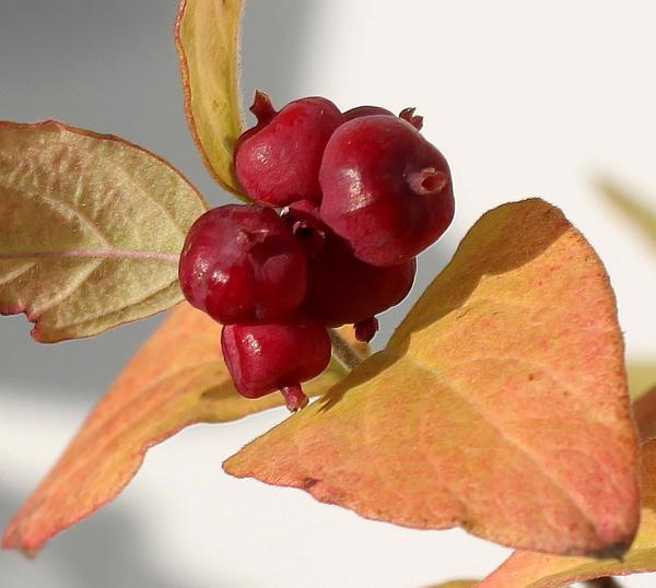 Плоды снежноягодника Доренбоза сорта Magic Berry. Фото с сайта plantarium.ru