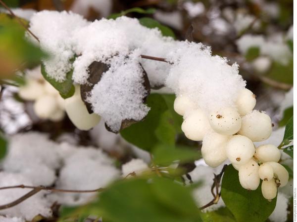Снежноягодник белый - самый морозостойкий вид (Фото с сайта domocvet.com)