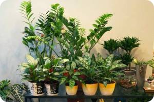 Самые полезные комнатные растения