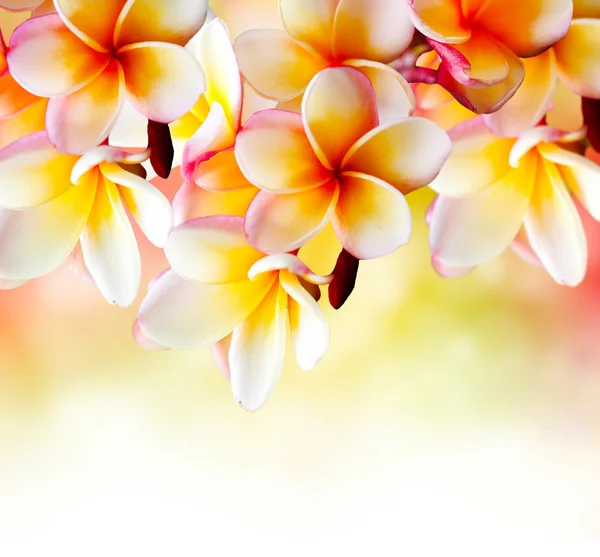 Тропический спа цветок Frangipani. Границы Plumeria дизайн — стоковое фото