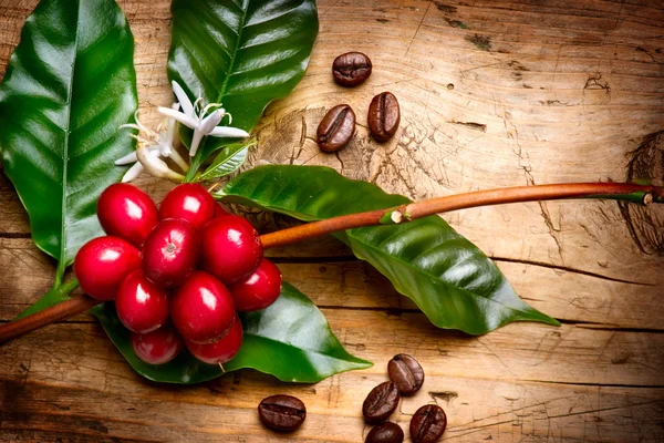 Растение кофе. Красная фасоль кофе на ветке кофейного дерева Стоковая Картинка
