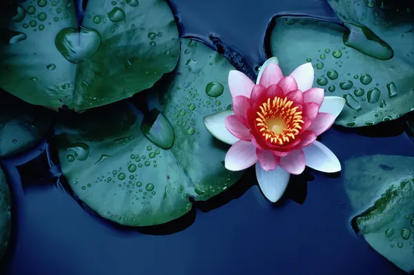 Ярко цветные водяными лилиями или цветок лотоса, плавающей на глубокие синие воды пруда — стоковое фото