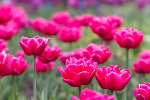 Красиво Цветущие розовые тюльпаны — стоковое фото