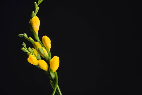 Close View Beautiful Yellow Fresia Flowers Isolated Black — стоковое фото