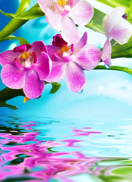 Красивые цветы орхидеи размышляли в воде — стоковое фото