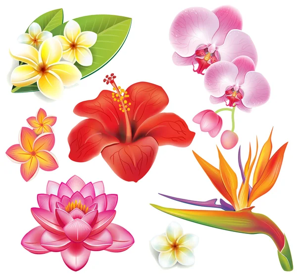 Набор тропических цветов — стоковый вектор