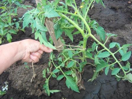 Подрастающие кусты не всегда могут удерживать вес томатов, поэтому важно вовремя подвязать растение