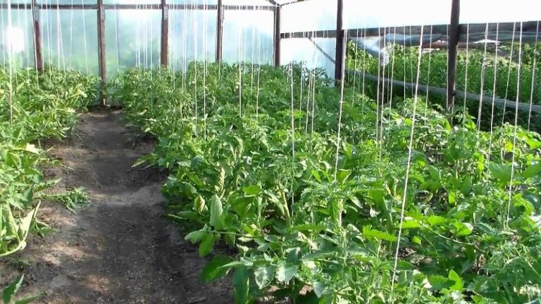 Каждому огороднику известно, что подвязка помидоров в теплице важна для правильного развития и роста растения