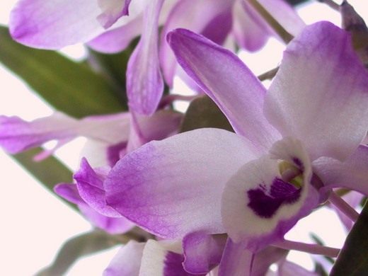 Орхидея Дендробиум (Orchidaceae Dendrobium)