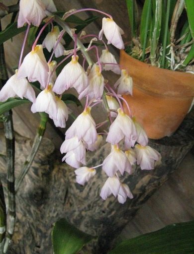 Дендробиум (Dendrobium amabile)