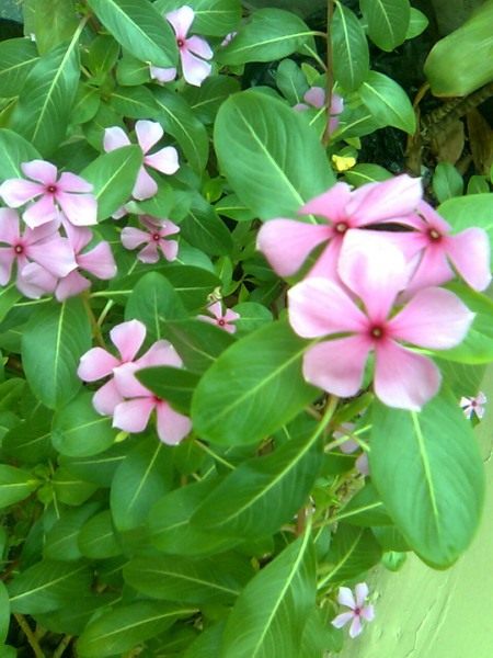 Катарантус розовый, в садоводстве больше известен под названием барвинок розовый