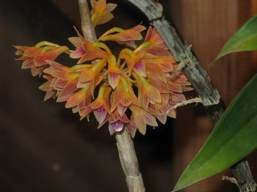 Дендробиум (Dendrobium × usitae)