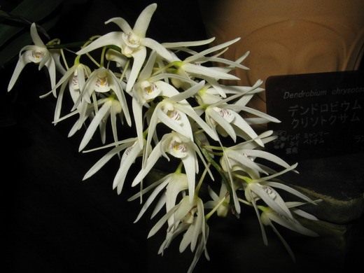 Дендробиум (Dendrobium ruppianum)