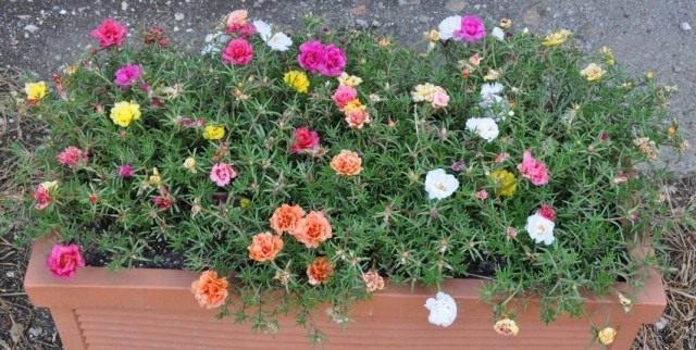 Портулак крупноцветковый (Portulaca grandiflora)