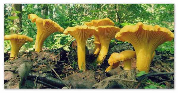 Чем грибы отличаются от растений доклад 3 класс