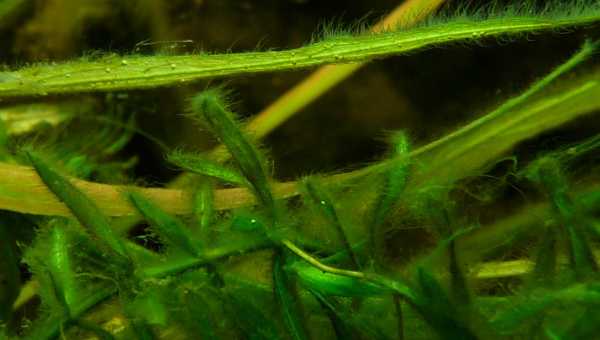 Чем строение тела водорослей отличается от других растений