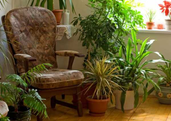 Как организовать полив комнатных растений на период отпуска