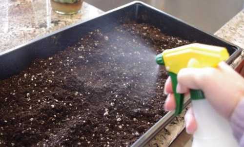 Как прокалить землю в духовке для комнатных растений
