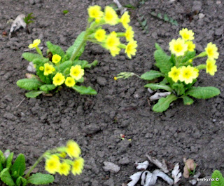 примула гибридная Primula veris x vulgaris