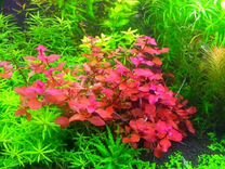 Ludwigia red