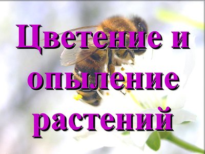 Презентация цветение и опыление растений