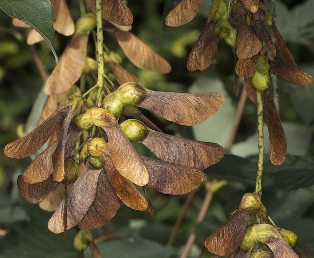 Sycamore seeds, Acer pseudoplanatus. High Elms Country Park, 20 September 2011.