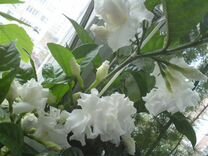 Табернемонтана Аroma с бутонами цветет круглый год