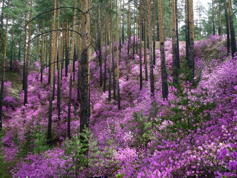 рододендрон даурский (фото)