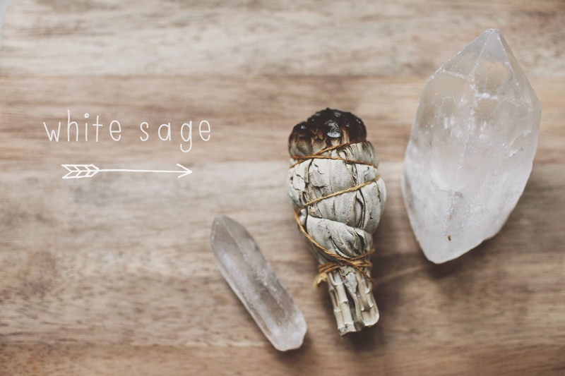 photo white sage by Dara Muscat