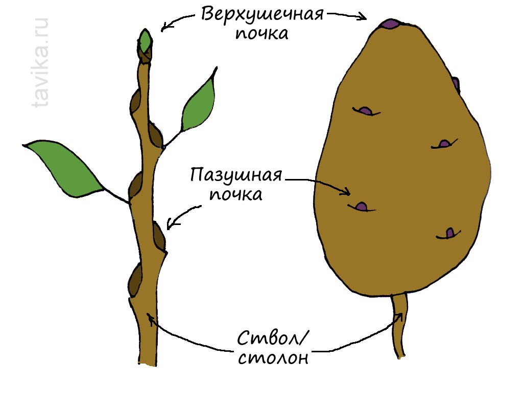 Строение клубня картофеля