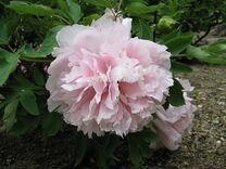 Семена пион древовидный Paeonia suffruticosa и др