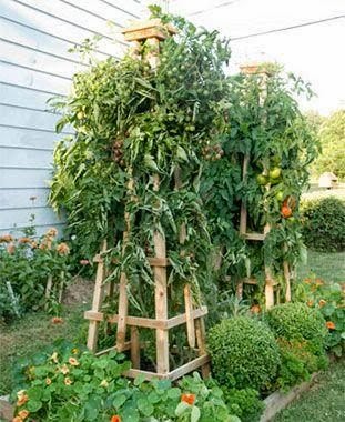 опора, пирамида, обелиск, для вьющихся растений, для фасоли, для горошка, для томатов, для помидор, для подсолнухов, для вьюнков