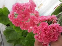 Пеларгония Swanland Pink/ Australien Pink Rosebud