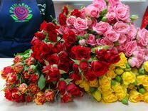 Цветы Роза кустовая разноцветная