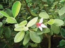 Фейхуа Acca sellowiana - изящное плодовая экзотика