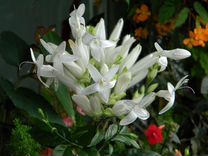 Уайтфельдия - редкая красавица, цветущие экзоты др